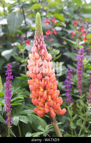 Lachs star Lupin Stockfoto