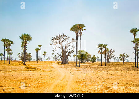 Palmen und Baobab steht in der Mitte der Wüste im Senegal, Afrika. Der Hintergrund ist blau. Es ist eine natürliche Hintergrund. Stockfoto