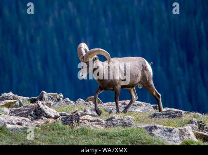 Eine schöne Big Horn Schafe Spaziergänge entlang bounders am Rande eines steilen Berges, im Rocky Mountain National Park, Colorado, USA Stockfoto