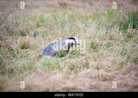 Der Europäische Dachse (Meles meles) oder Eurasischer Dachs, ist in der Familie Mustelifa-Arten, die in Europa und einigen Teilen Westasiens heimisch sind. Tierwelt Stockfoto