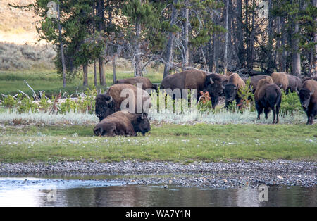Büffelherde Weiden durch einen Fluss im Yellowstone National Park Stockfoto