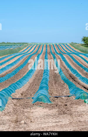 Blau grün Kunststoff deckt kleine Pflanzen und schafft ein Mini Green House, in dieser nordamerikanischen Bauernhof Feld Stockfoto