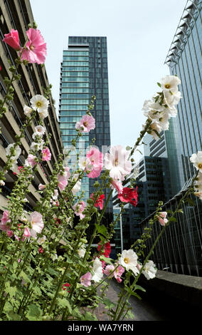 Rosa und weissen Stockrosen wachsen im Sommer auf dem Barbican Estate & Blick auf die Reiher skyscraper Wohnungen in der City von London EC2 UK KATHY DEWITT Stockfoto