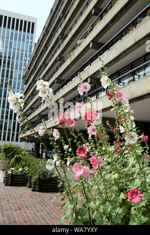 Rosa und weissen Stockrosen wachsen im Sommer auf dem Barbican Estate & Blick auf die Hochhäuser Bürogebäude in der Innenstadt von London UK KATHY DEWITT Stockfoto