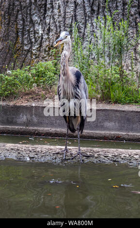 Eine Blue Heron steht so still wie eine Statue auf dem Ufer in Nordamerika Stockfoto