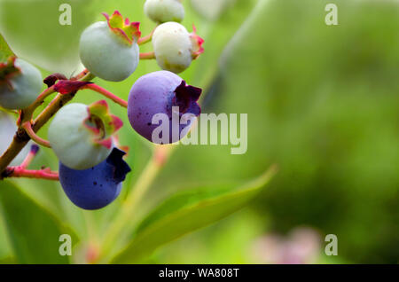 Heidelbeeren wachsen auf der Weinstock mit Kopie Raum Stockfoto
