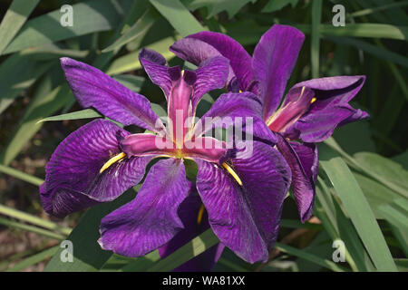 Schwarz Kampfhahn Louisiana Iris (Iris Louisiana Schwarz Kampfhahn). Stockfoto