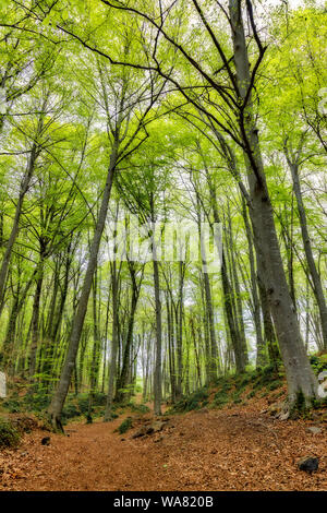 Schön weg auf den Wald, Garrotxa vulkanischen Zone Naturpark Stockfoto