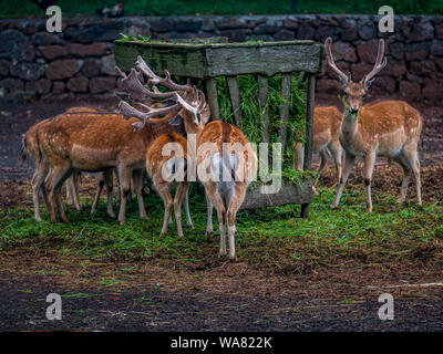 Eine Herde von Rehen Gras essen in einer nebligen und nebelig, Umwelt, Azoren Stockfoto