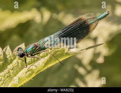 Weibchen gebänderte Damselfly, auf nesseln thront, Aalen in der Sonne im Sommer 2019, Bedfordshire, Großbritannien. Tierwelt bis Makro schließen Stockfoto