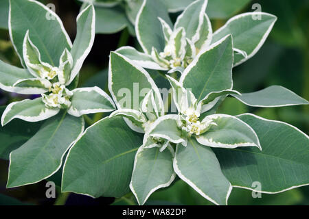 Schnee auf dem Berg (Euphorbia marginata). Wie Rauch auf die Prärie, vielfarbige Wolfsmilch ans Weiße marginated Wolfsmilch auch bekannt. Stockfoto