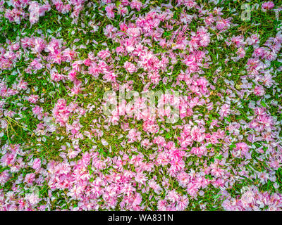 Ein Garten Teppich von Wild Cherry Blumen auf Rasen. Sakura Blumen. Prunus Serrulata. Stockfoto