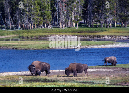 Büffel im Yellowstone Beweidung durch einen Fluss Stockfoto