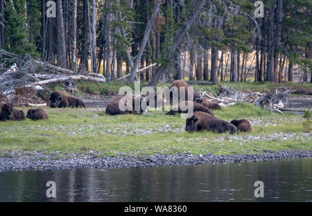 Büffelherde durch einen Fluss in Wyoming Stockfoto