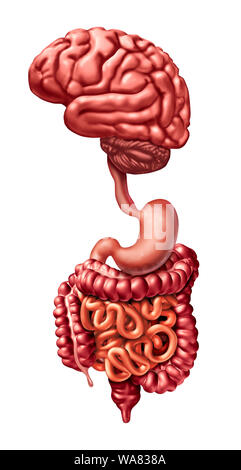 Gehirn und Geist Verdauung Darm Verbindung link als psychobiotic medizinisches Konzept mit 3D-Illustration Elemente. Stockfoto