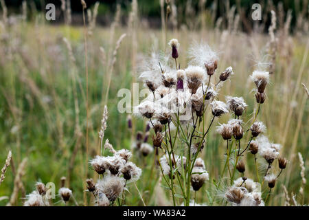 Arctium Lappa, die gemeinhin als die Klette, essbare Klette, Tasten Beggar's, dornige Burr, oder glücklich major Eurasischen Pflanzen in Aster f Stockfoto