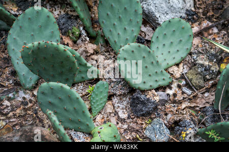 Cactus in wild wachsenden Stockfoto