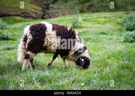 Waldschaf, einer vom Aussterben bedrohten Rasse Schafe aus dem Böhmerwald (Deutschland und Österreich) Stockfoto