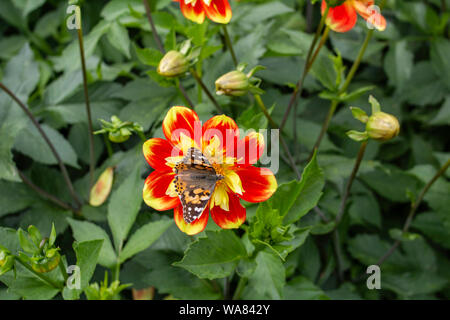 Ein Distelfalter Schmetterling Bestäubung eine Dahlie Pflanze, Dahlie Dahlinova. Stockfoto