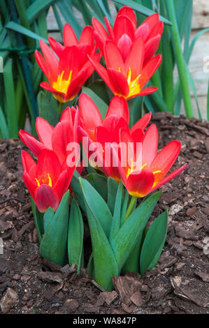 Gruppe Tulpen Scarlet Baby helle rote Tulpe mit einer leuchtend gelben Zentrum. Schüssel geformte Tulip vom Kaufmannian Gruppe Tulpen Abteilung 12 Stockfoto