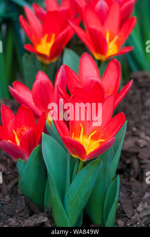 Gruppe Tulpen Scarlet Baby helle rote Tulpe mit einer leuchtend gelben Zentrum. Schüssel geformte Tulip vom Kaufmannian Gruppe Tulpen Abteilung 12 Stockfoto