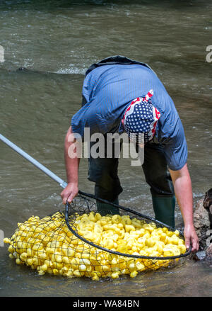 Watervliet MI USA Juni 30 2019; ein Arbeiter Schaufeln bis ein Stapel der gelben Gummienten aus dem Fluss, nachdem ein lustiges Ereignis eine Ente Rennen genannt Stockfoto