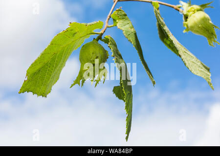 Auf einem hazlenut Hazlenuts wachsenden Baum. Gattung Corylus. Stockfoto