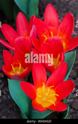 Gruppe Tulpen Scarlet Baby helle rote Tulpe mit einer leuchtend gelben Zentrum. Schüssel geformte Tulip vom Kaufmannian Gruppe Tulpen Abteilung 12 Stockfoto