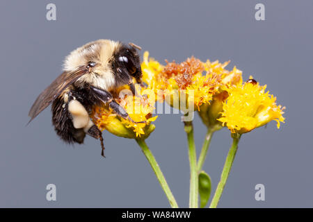 Eine gemeinsame Östlichen Bumble Bee klammert (Bombus Impatiens) zu Ihrer Übernachtung roost auf einem goldrute Blume. Stockfoto