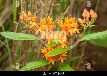 Schmetterling-Seidenpflanze (Asclepias Tuberosa) Stockfoto