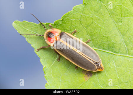 Gemeinsame östlichen Firefly (Photinus pyralis) Stockfoto