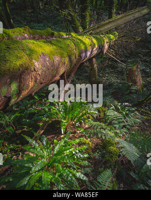 Morgen Waldland Szene Sommer. gefallenen Baum mit Moos und Farnen im grünen, üppigen Wald bedeckt, die durch Sonnenlicht beleuchtet. Pristine, natürliche Umwelt, Natur. Stockfoto