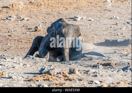 Ein kleines Baby Afrikanischer Elefant - Loxodonta Africana - reiben Ihre Haut auf dem staubigen Boden des Chudop Wasserloch im Etosha National Park, Namibia, nachdem ein Bad genommen. Stockfoto