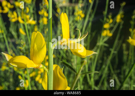 Cytisus scoparius blühen Extremadura dehesa Wälder auf April. Nahaufnahme Stockfoto