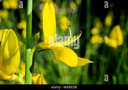 Cytisus scoparius blühen Extremadura dehesa Wälder auf April. Nahaufnahme Stockfoto