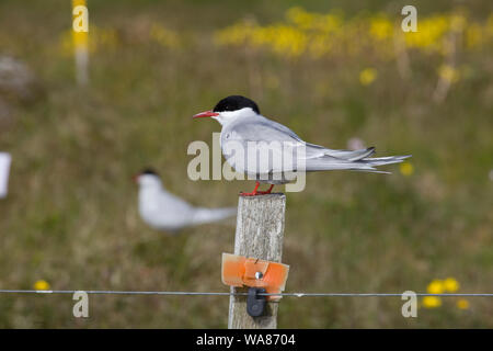 Arctic Tern saß auf Zaunpfosten. Island Stockfoto