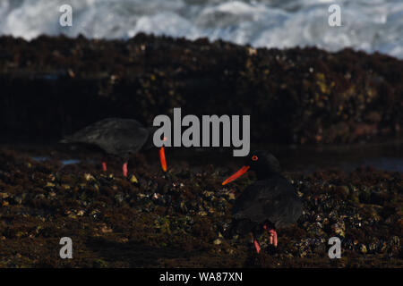 Afrikanischen Austernfischer (Haematopus moquini) Nahrungssuche auf Moos Felsen Stockfoto