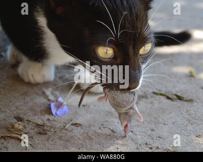 Kätzchen, junge Katze jagt und fängt Maus. Tierfutterkette, Felis catus Stockfoto