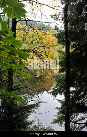 Misty Herbst Landschaft im Oderteich, Okertal. Herbst im Harz Oderteich, Talsperre im Oberharz. Stockfoto