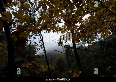 Misty Herbst Landschaft im Oderteich, Okertal. Herbst im Harz Oderteich, Talsperre im Oberharz. Stockfoto