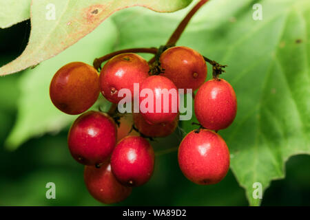 Eine Nahaufnahme von einem roten Wild Berry Stockfoto