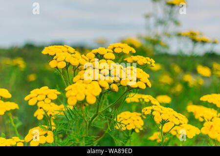 Eine mystische gelbe Blumen blühen im Sommer Stockfoto