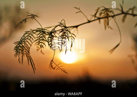 Texas-Sonnenuntergang Stockfoto