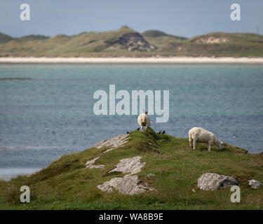 Ein paar Schafe in einer atemberaubenden Lage. Äußere Hebriden, Schottland. Stockfoto