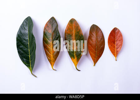 Blätter im Herbst Farbverlauf Sommer Herbst Saison ändern Konzept. Kopieren Sie Platz für Text. Stockfoto