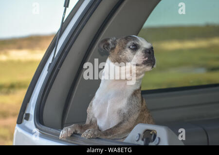 Wenig Boston Terrier Hund, der in der Rückseite eines SUV Truck. Stockfoto