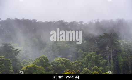 Starker Nebel, die ein Wald von Evergreen und Eukalyptusbäumen im Presidio von San Francisco; Stockfoto