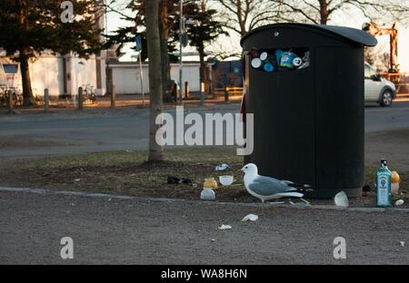 Weitaufnahme einer europäischen Heringsmöwe bei einem Schwarzen Mülleimer auf einer Straße Stockfoto