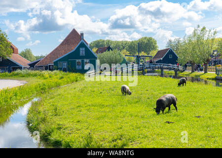 Zaanse Schans Nachbarschaft von Zaandam, Niederlande. Stockfoto