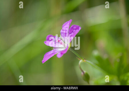 Seitliche Nahaufnahme einer Wiese cranesbill (lat.: Geranium pratense) Vor unscharfen Wiese Hintergrund. Stockfoto